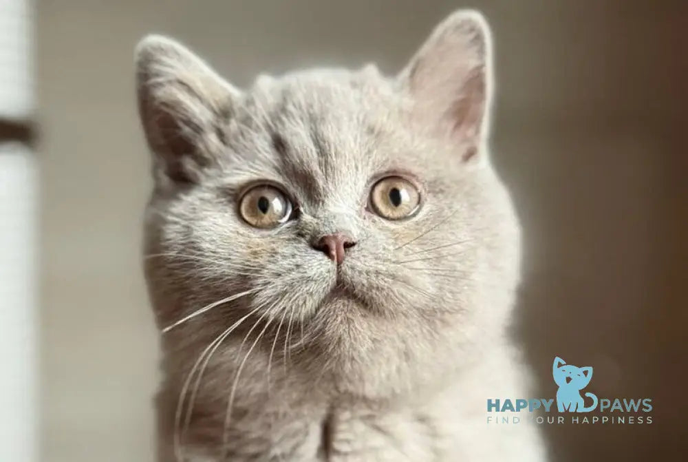 Shanti Scottish Straight male lilac live animals