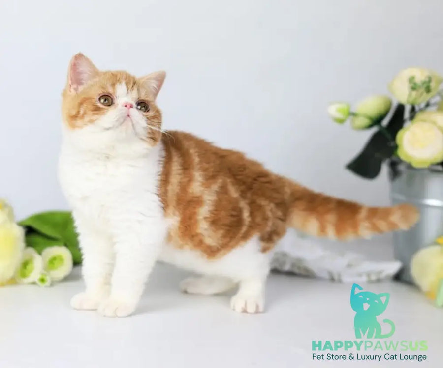 Sharan Exotic male red bicolour tabby - live animals