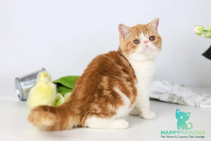 Sharan Exotic male red bicolour tabby - live animals