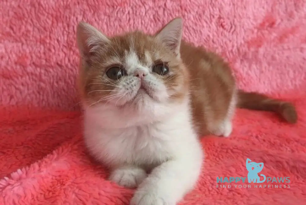 Sharan Exotic male red bicolour tabby live animals