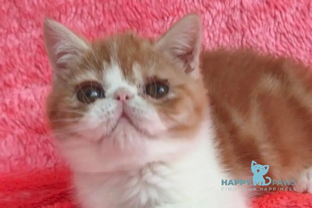 Sharan Exotic male red bicolour tabby live animals