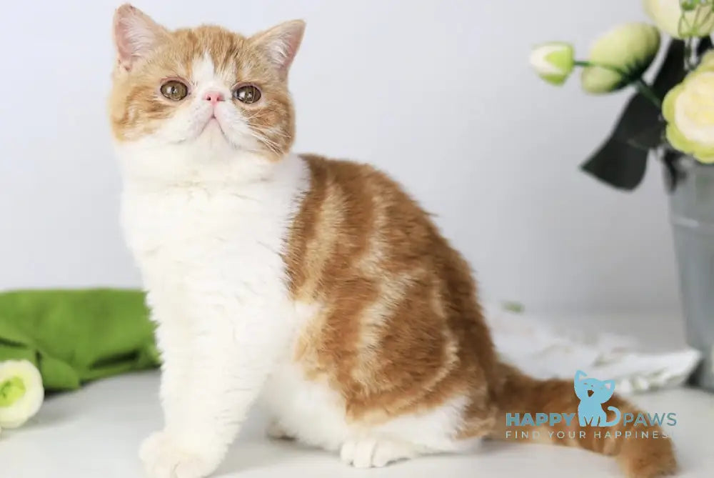 Sharan Exotic male red bicolour tabby - live animals