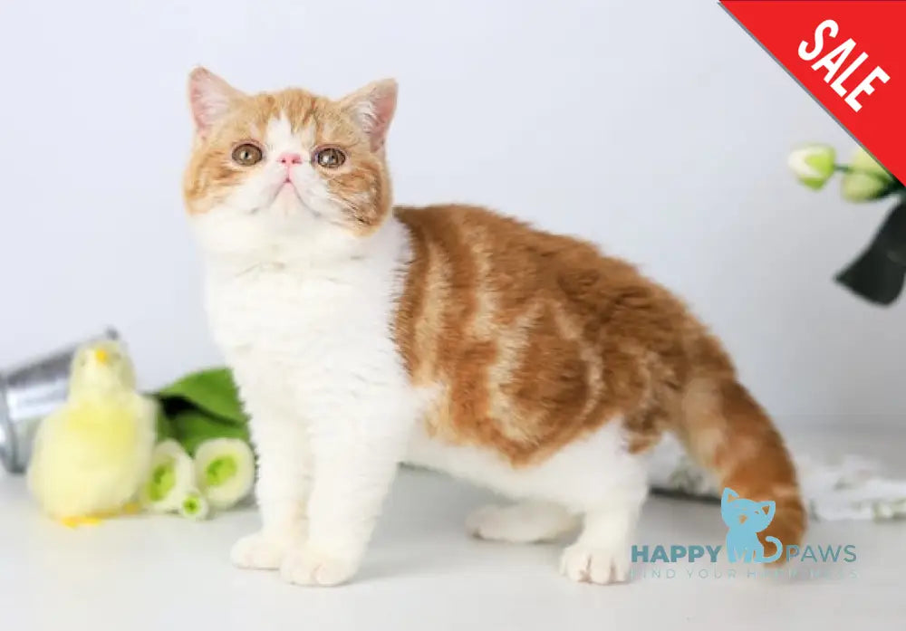 Sharan Exotic male red bicolour tabby - live animals