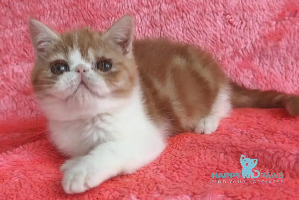 Sharan Exotic male red bicolour tabby live animals