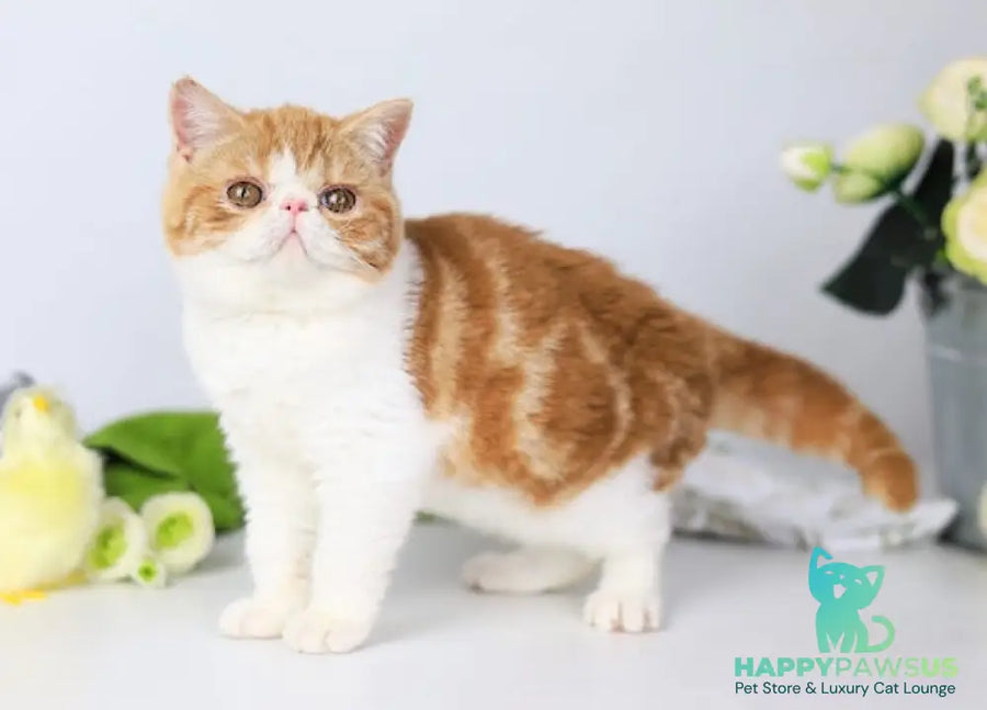 Sharan Exotic male red bicolour tabby - live animals