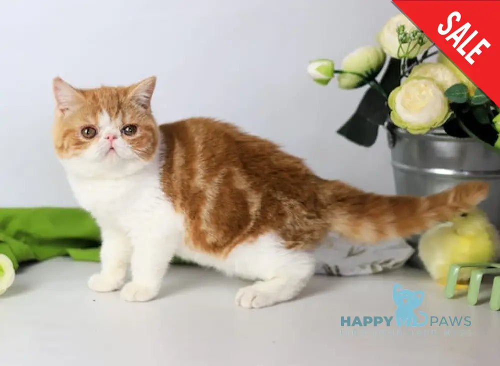 Sharan Exotic male red bicolour tabby - live animals