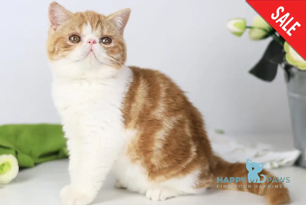 Sharan Exotic male red bicolour tabby - live animals