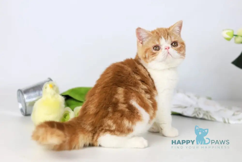 Sharan Exotic male red bicolour tabby - live animals