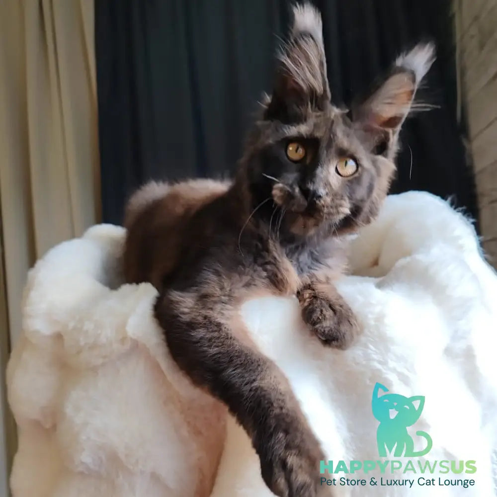 Sharhan Maine Coon male black silver - live animals