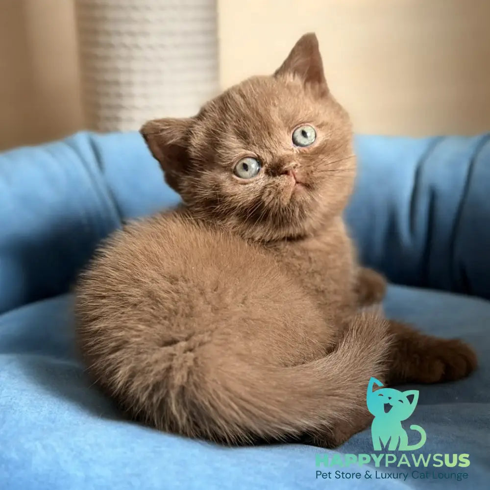 Shelby British Shorthair female chocolate - live animals