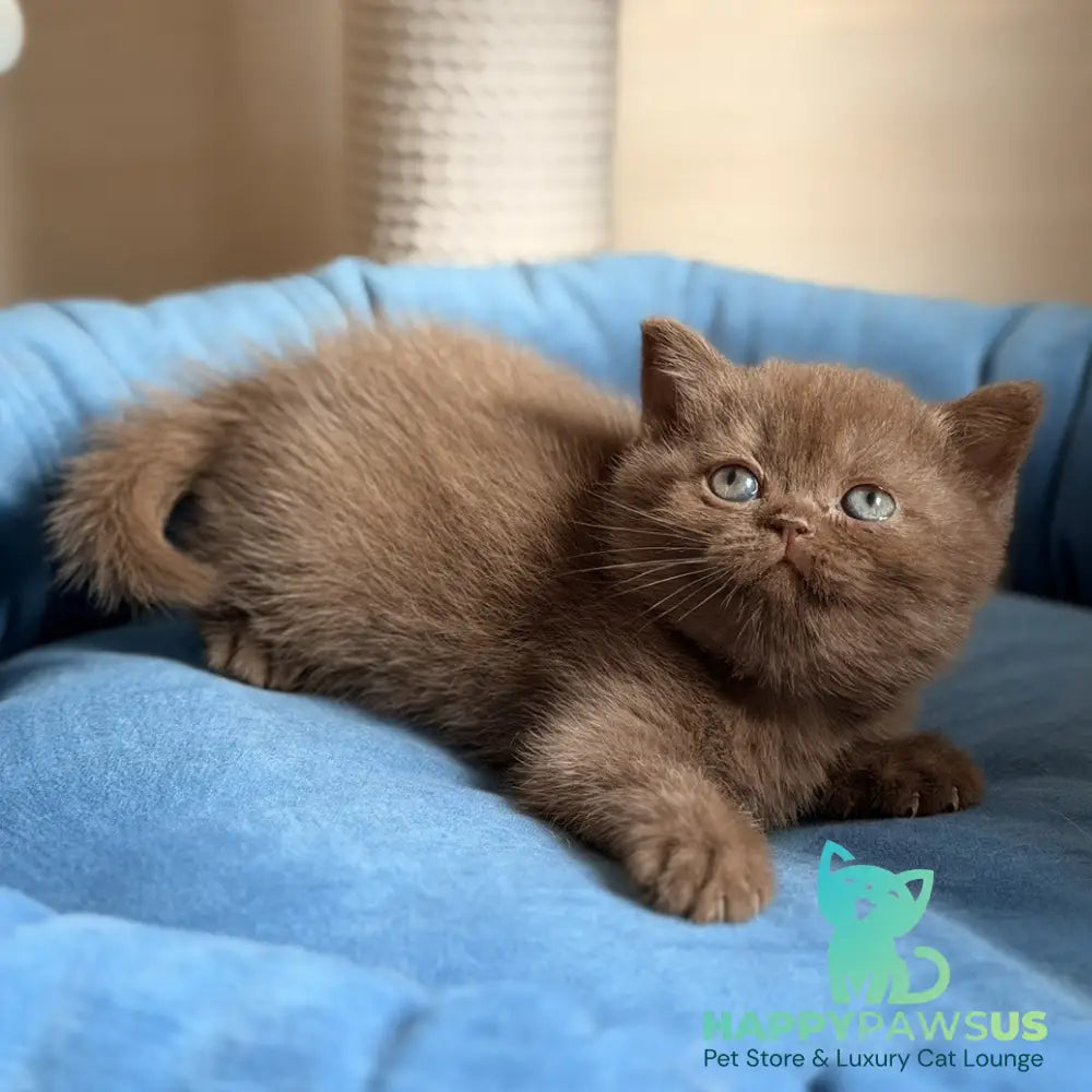 Shelby British Shorthair female chocolate - live animals