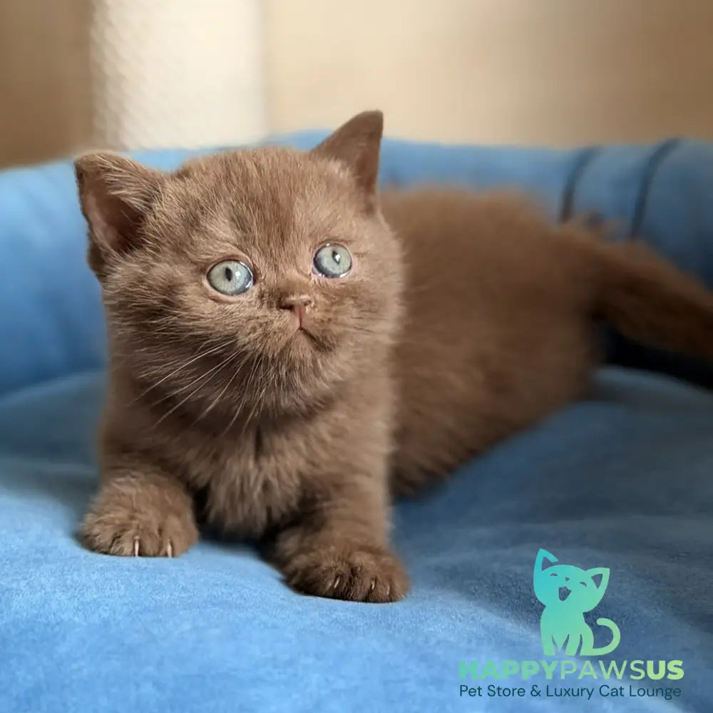 Shelby British Shorthair female chocolate - live animals