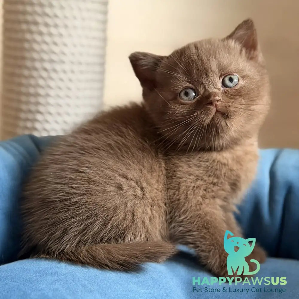 Shelby British Shorthair female chocolate - live animals