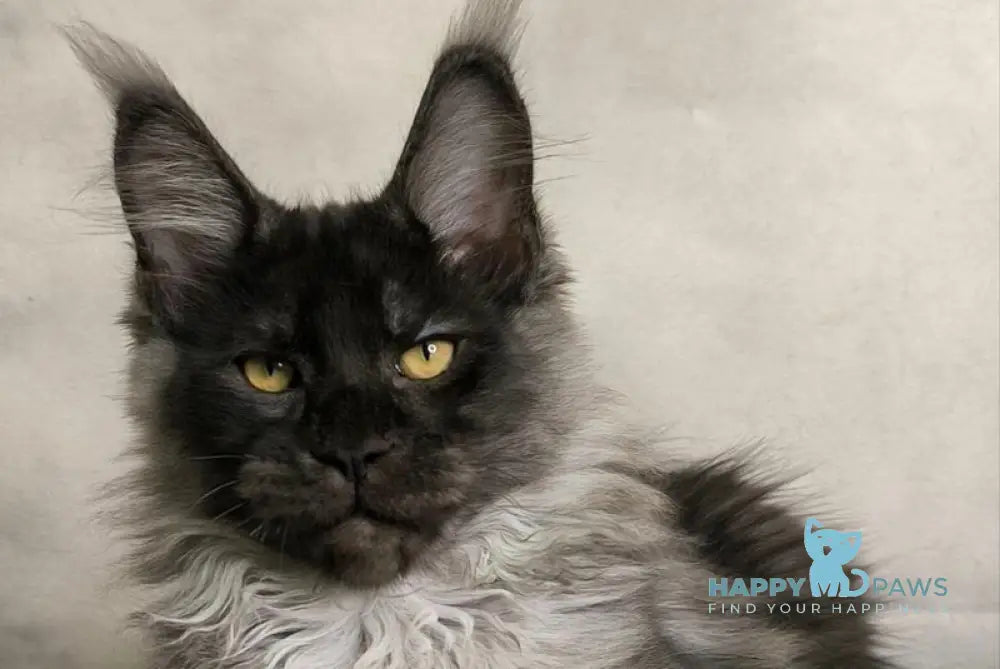 Sheldon Maine Coon male black silver live animals