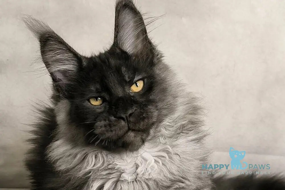 Sheldon Maine Coon male black silver live animals