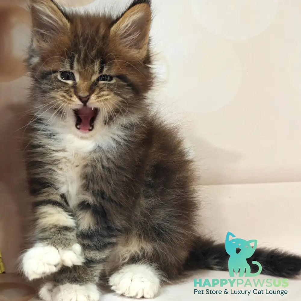 Sheriff Maine Coon polydactyl 6x6x6x6 male black tabby with white - live animals