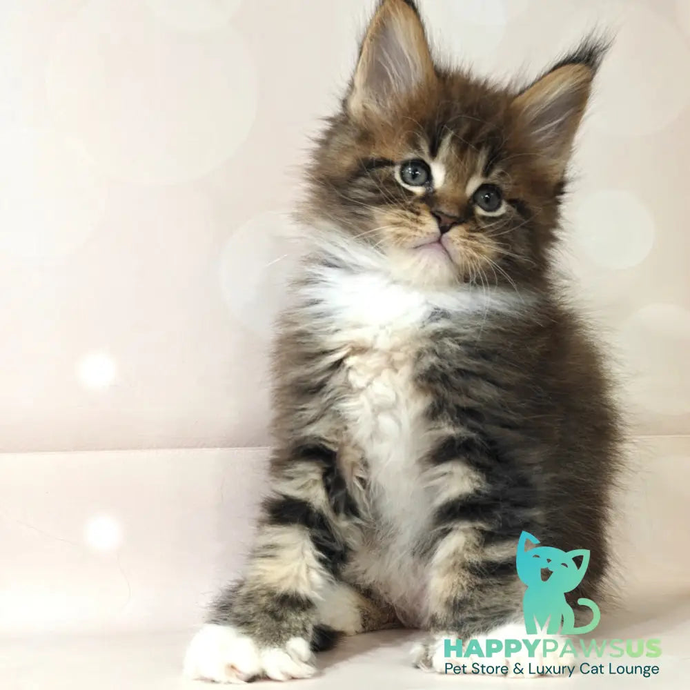 Sheriff Maine Coon polydactyl 6x6x6x6 male black tabby with white - live animals