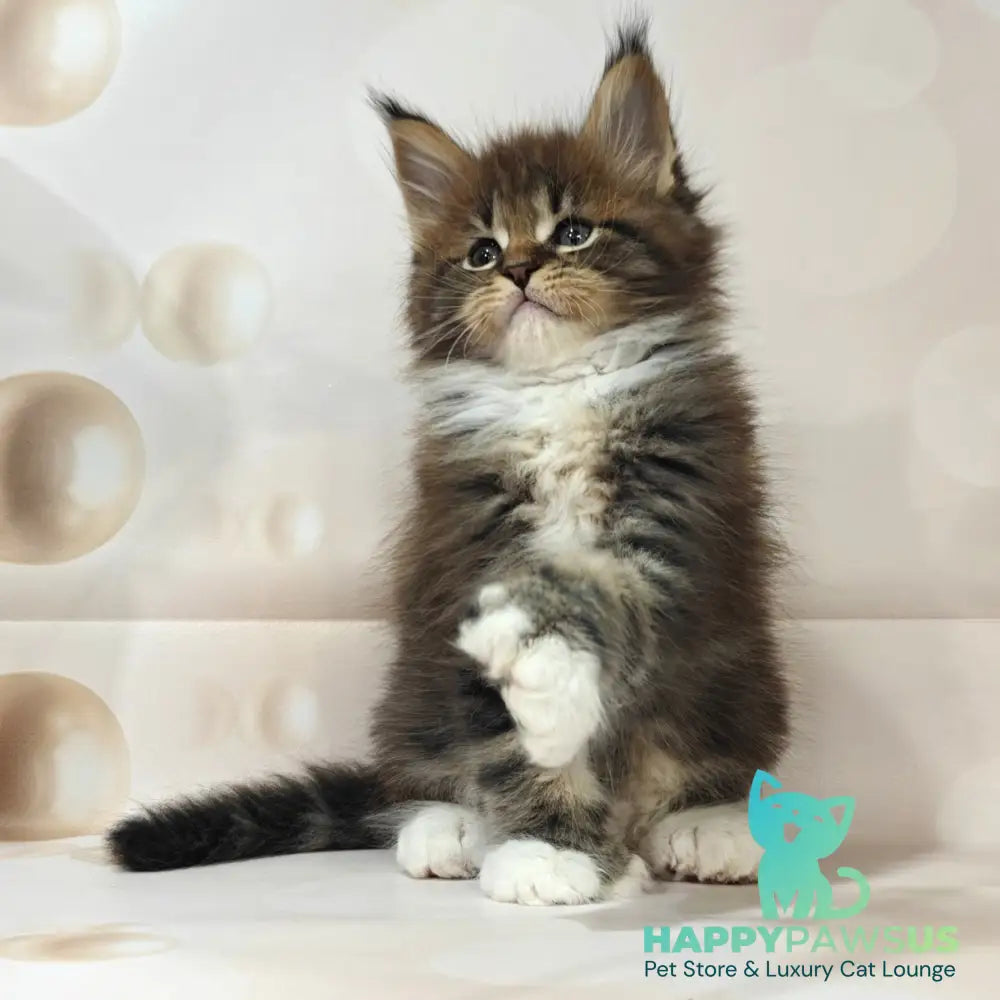 Sheriff Maine Coon polydactyl 6x6x6x6 male black tabby with white - live animals