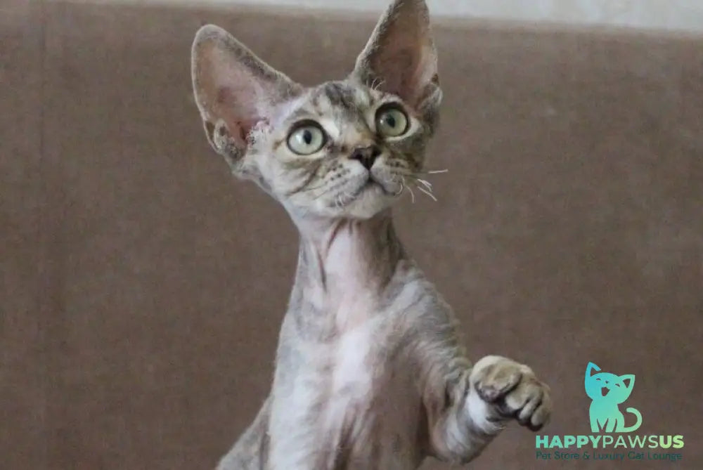 Sheril Devon Rex female blue tortie tabby - live animals