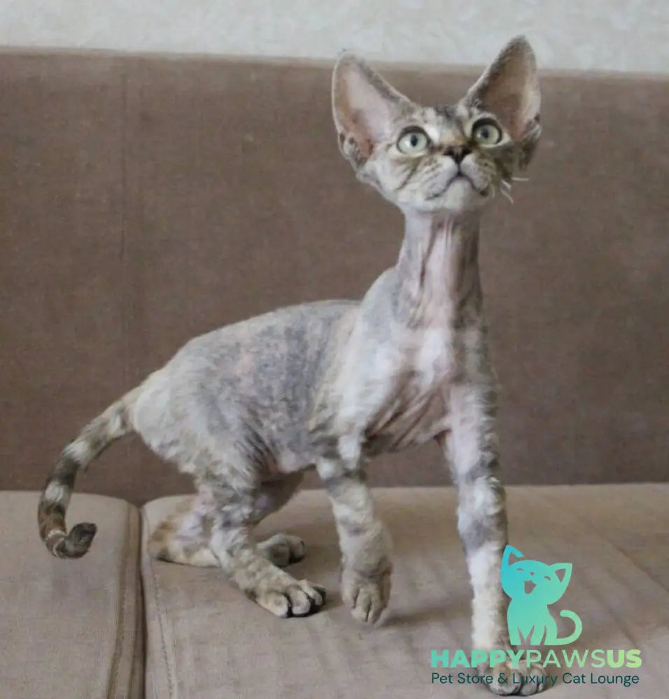 Sheril Devon Rex female blue tortie tabby - live animals