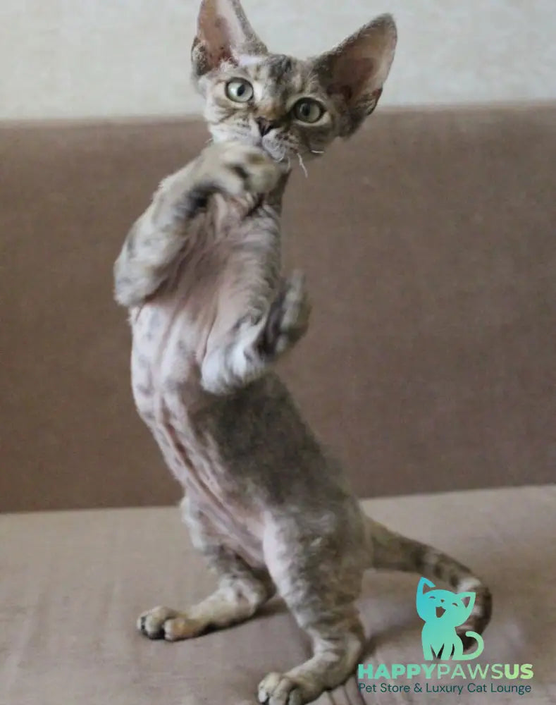 Sheril Devon Rex female blue tortie tabby - live animals
