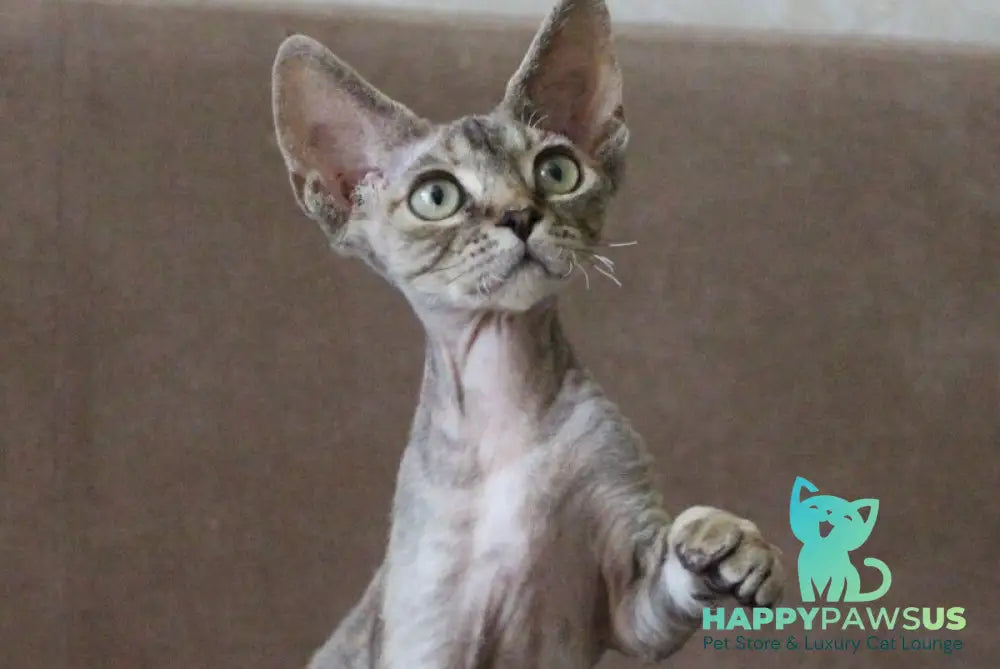 Sheril Devon Rex female blue tortie tabby - live animals