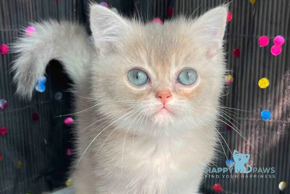 Sherlock British Shorthair male blue golden shaded live animals