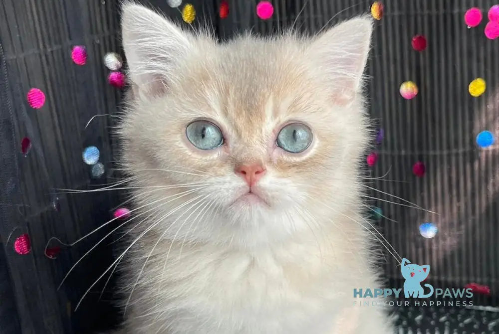 Sherlock British Shorthair male blue golden shaded live animals