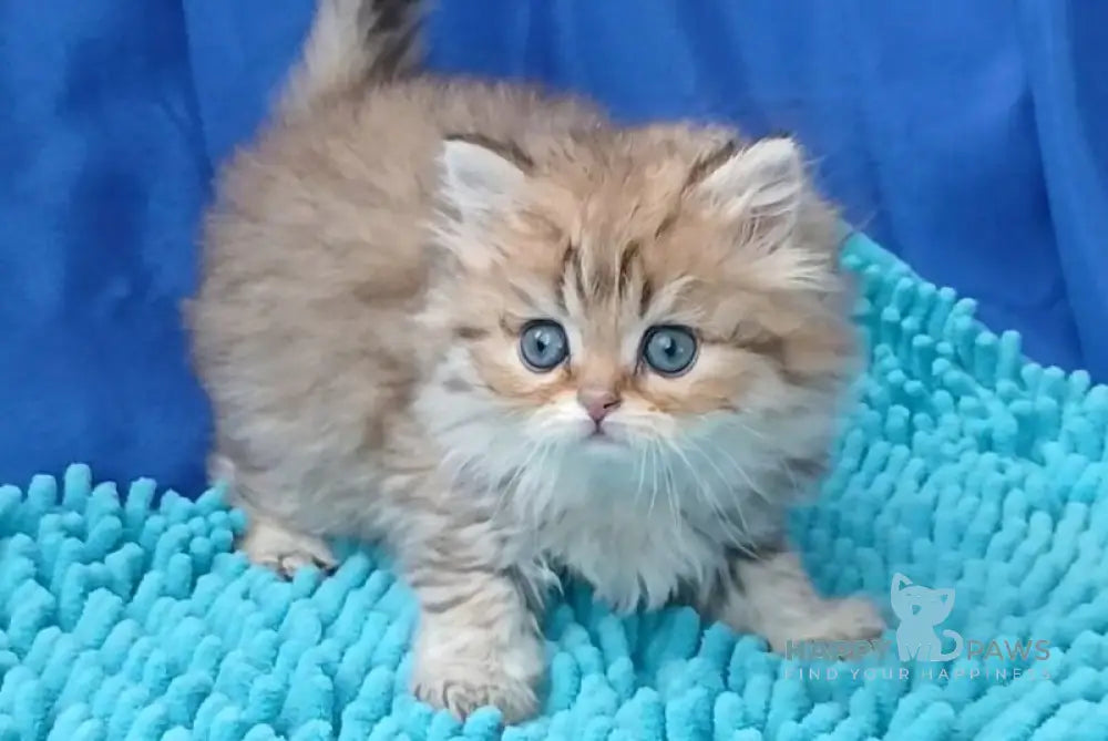Sherlok British Longhair male golden chinchilla live animals
