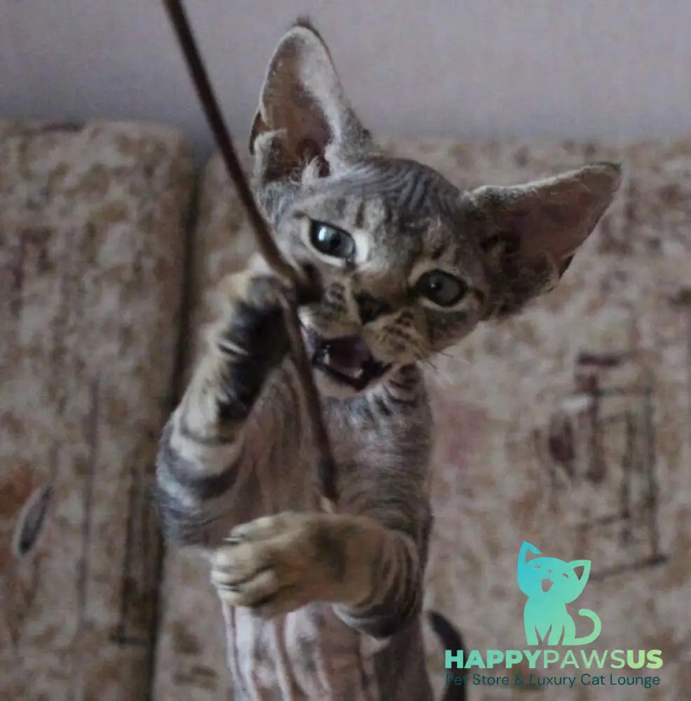 Sheron Devon Rex female black tabby - live animals