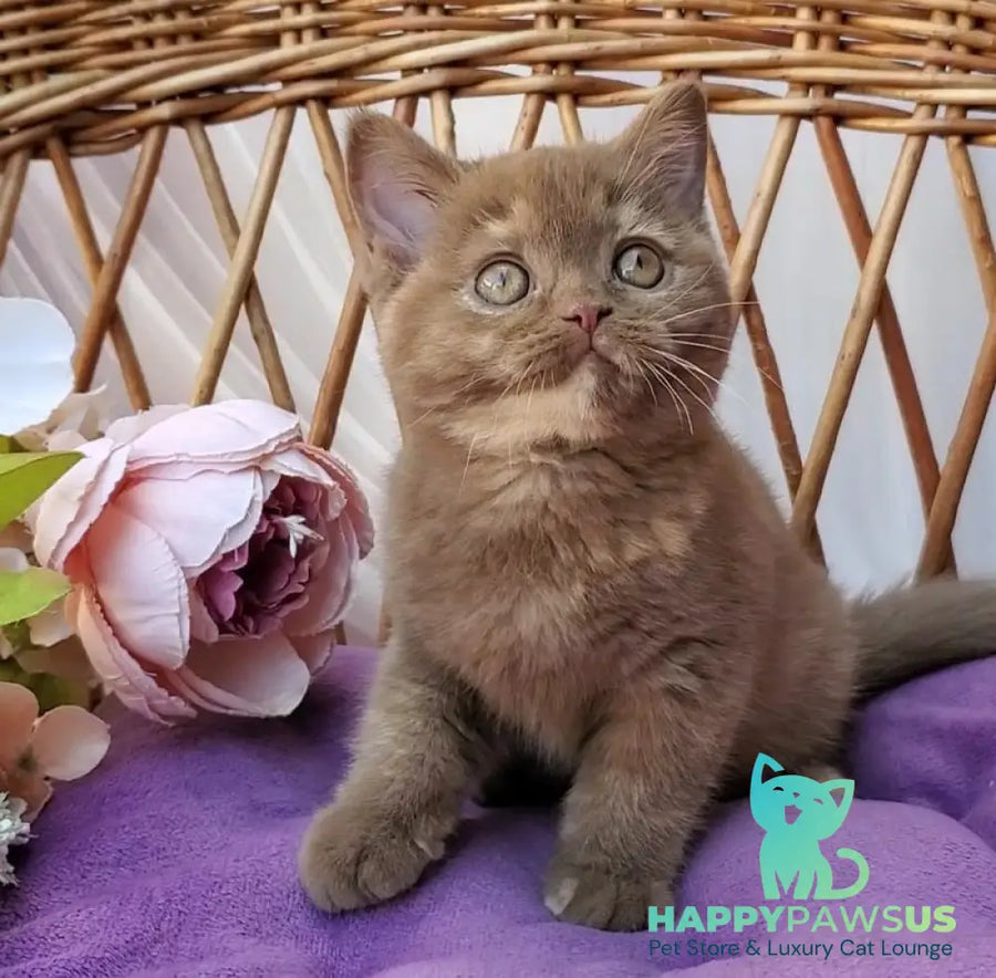 Sherry British Shorthair female cinnamon tortie - live animals