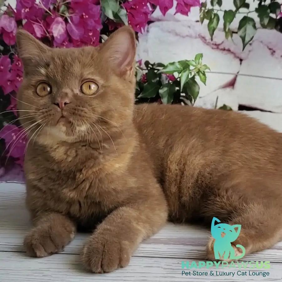 Sherry British Shorthair female cinnamon tortie - live animals