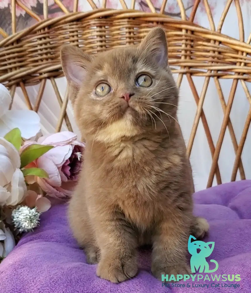 Sherry British Shorthair female cinnamon tortie - live animals
