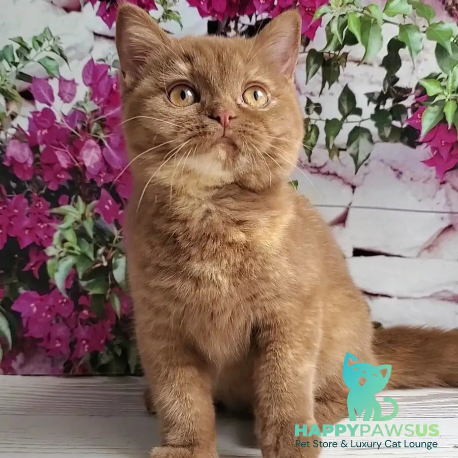 Sherry British Shorthair female cinnamon tortie - live animals