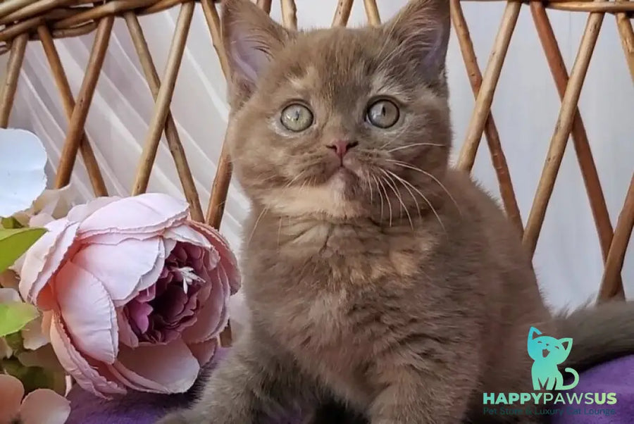 Sherry British Shorthair female cinnamon tortie - live animals
