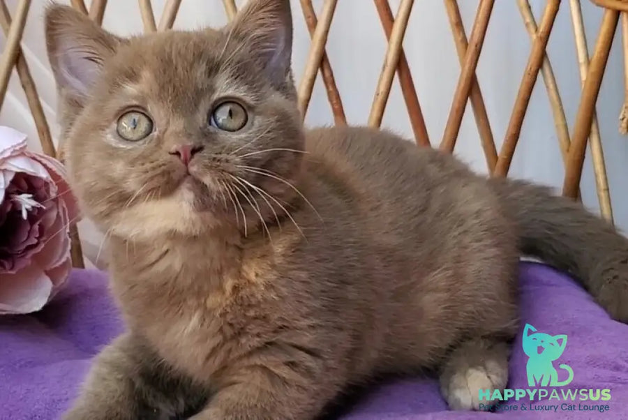 Sherry British Shorthair female cinnamon tortie - live animals
