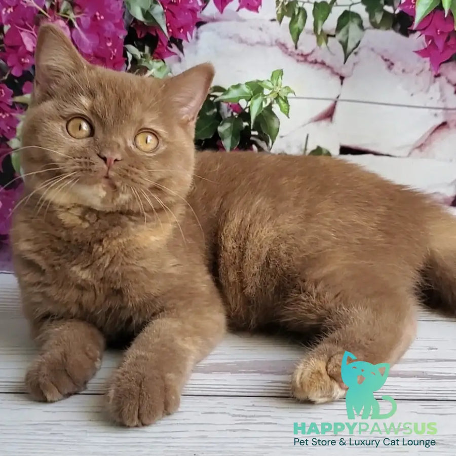 Sherry British Shorthair female cinnamon tortie - live animals