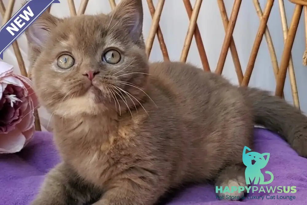 Sherry British Shorthair female cinnamon tortie - live animals
