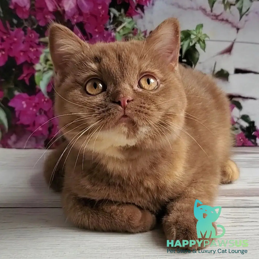 Sherry British Shorthair female cinnamon tortie - live animals