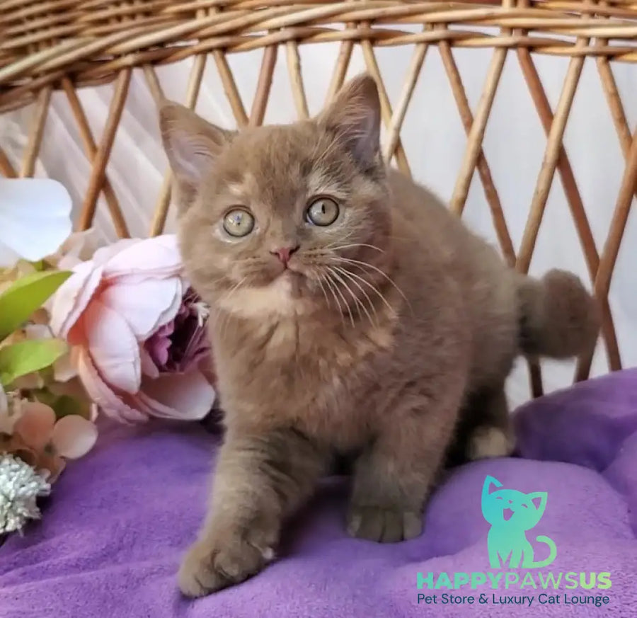 Sherry British Shorthair female cinnamon tortie - live animals