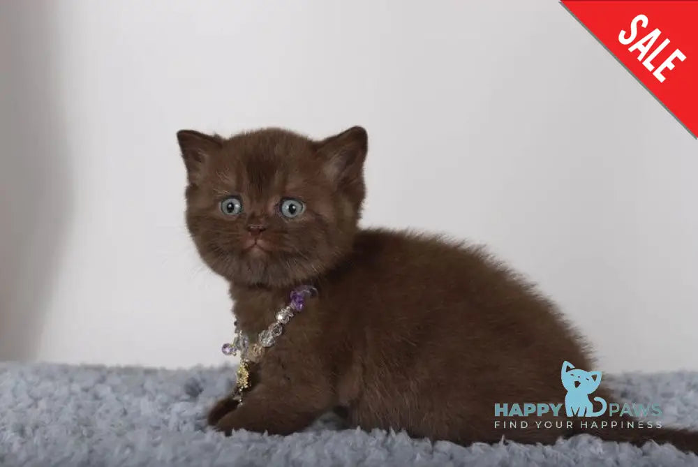 Shery British Shorthair female chocolate live animals