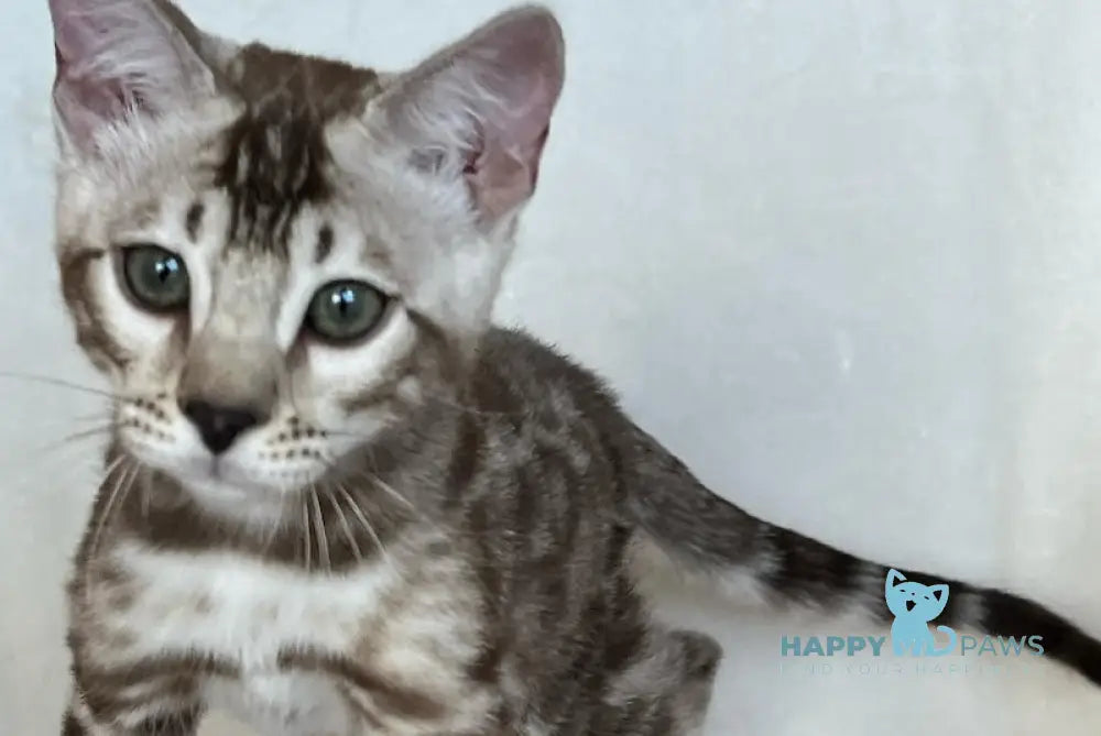 Shinine Bengal male snow sepia live animals