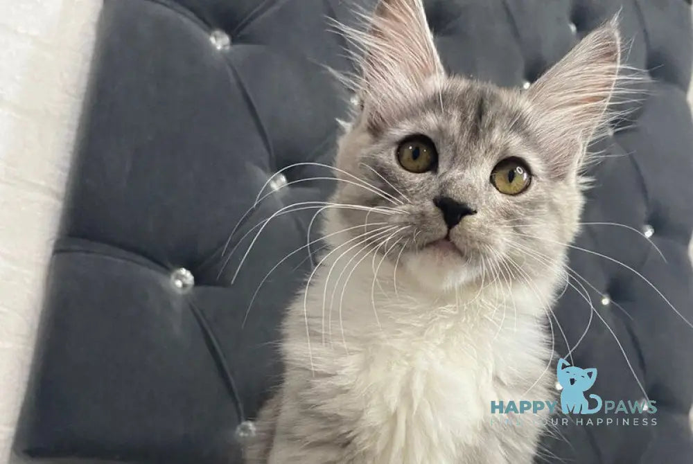 Shiny Maine Coon female black silver with white live animals