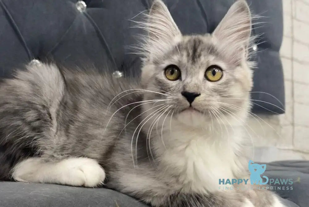 Shiny Maine Coon female black silver with white live animals