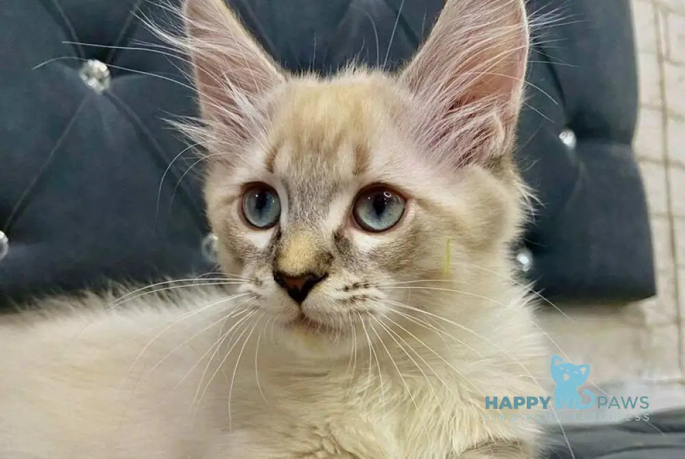 Shoroh Maine Coon male black tabby with white pointed live animals