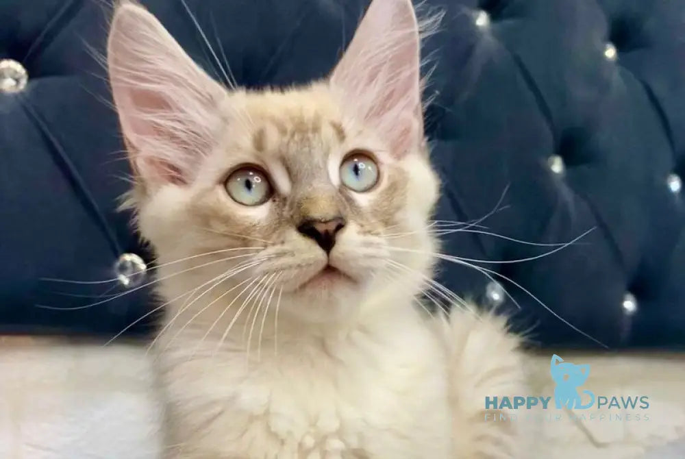 Shoroh Maine Coon male black tabby with white pointed live animals