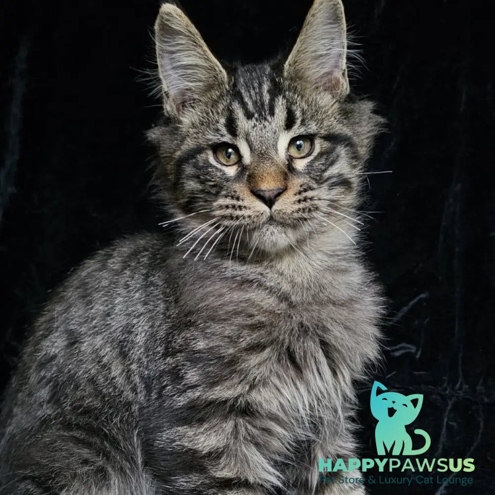 Shtorm Maine Coon male black silver spotted tabby - live animals