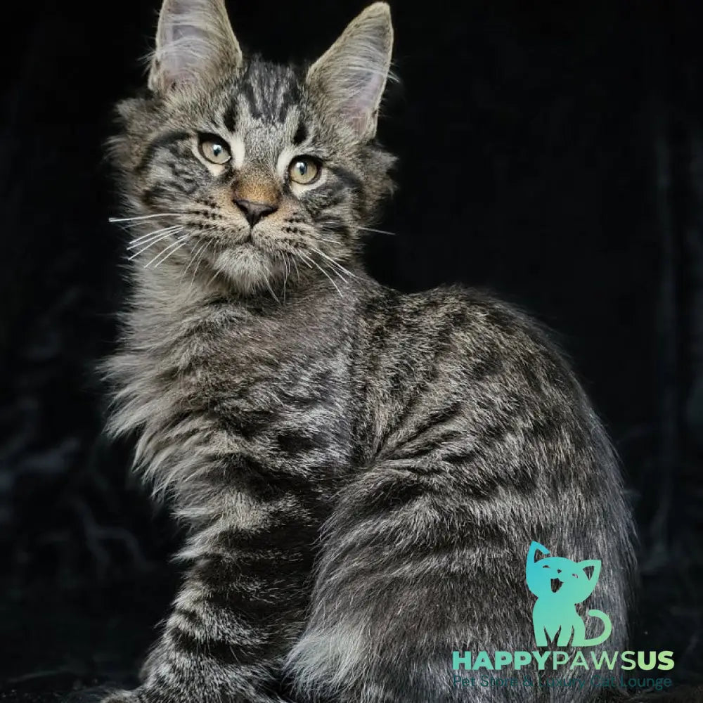 Shtorm Maine Coon male black silver spotted tabby - live animals