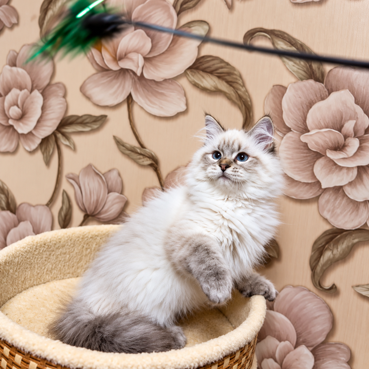Mario Siberian male, seal tabby pointed