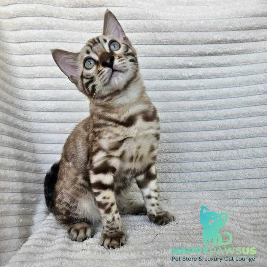 Sid Bengal male black spotted tabby pointed - live animals